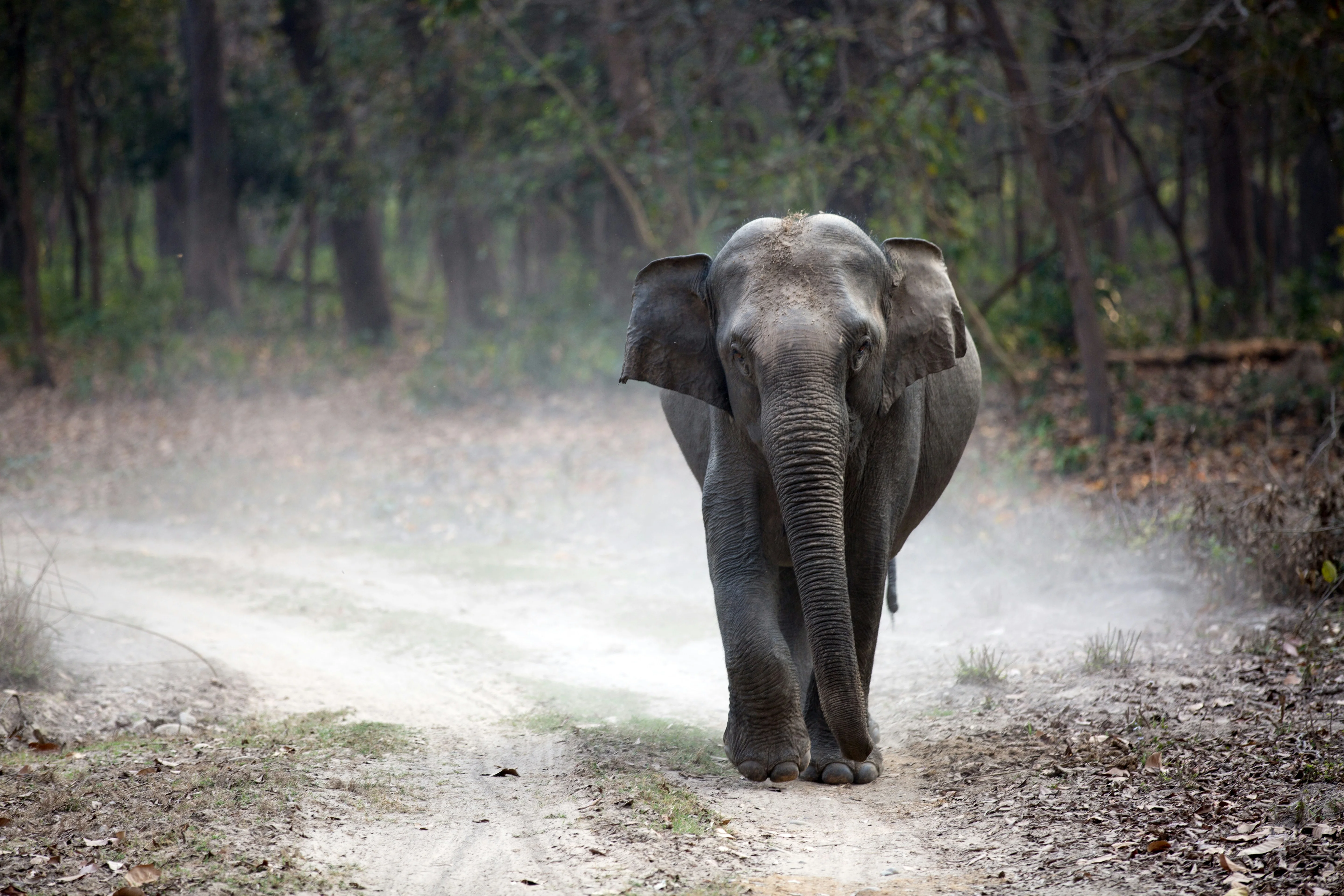 Jim Corbett Nainital Tour Package 4 Nights 5 Days | Best Uttarakhand Tour | TraveloChat